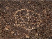 Fish Slough Petroglyphs